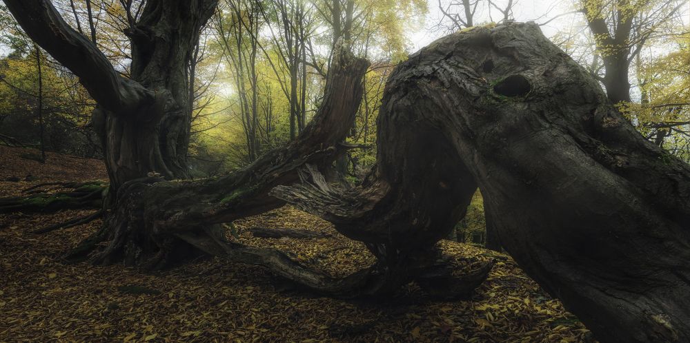 Фотография автора Adam Nedojedlý