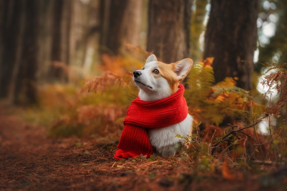 Photograph by Андрианова Ирина