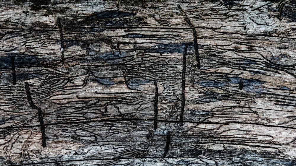 Лабиринты под корой