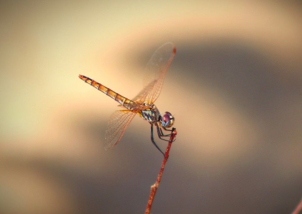 Фотография автора zakaria ahmad