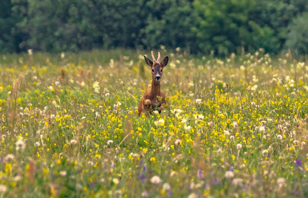 Photograph by Елена Гольдебаева