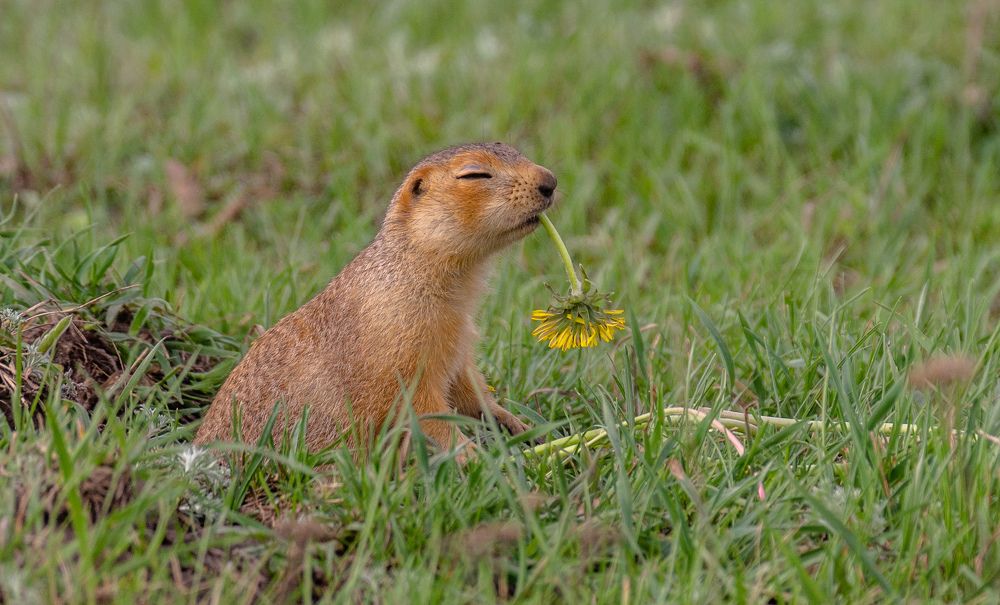 Photograph by Елена Гольдебаева