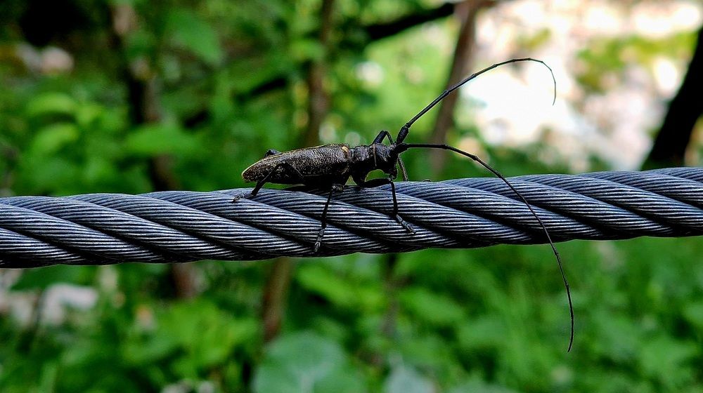 Bicho sobre cable