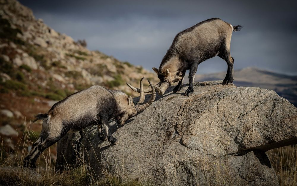 Photograph by Alberto Serrano Suarez
