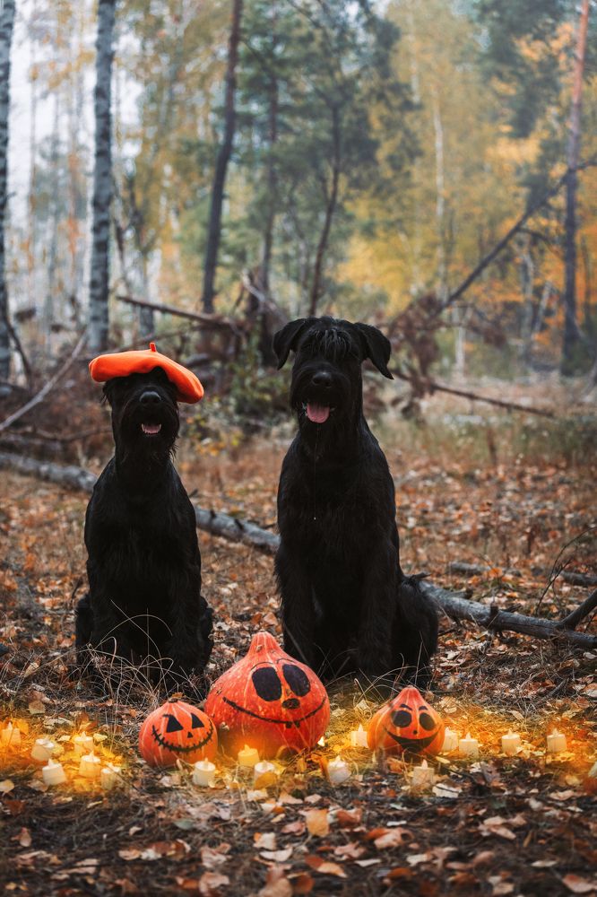 Фотография автора Мария Семенова