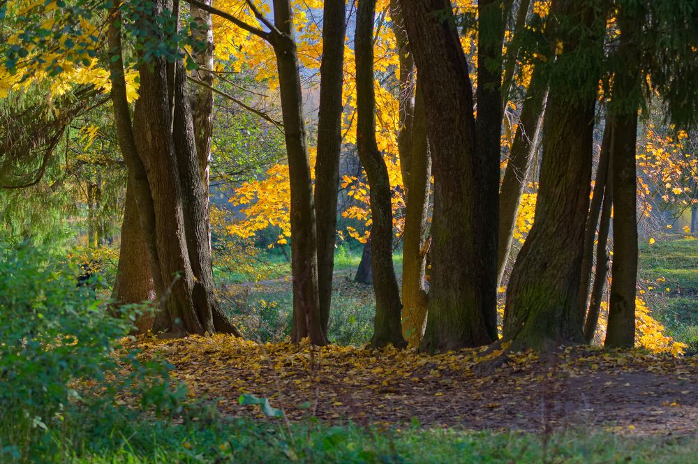 Есть в графском парке...