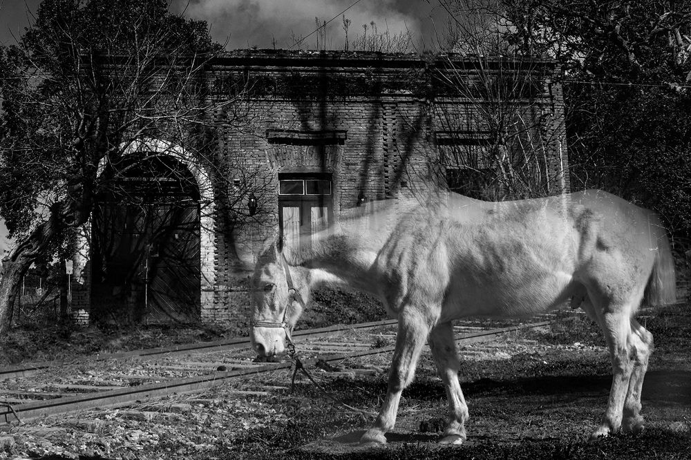 Caballo de comisario