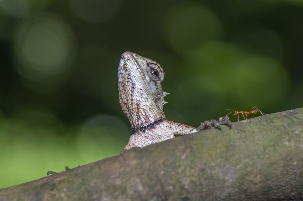 Photograph by Chamara Sulakkhana Polwatta Siriyalage