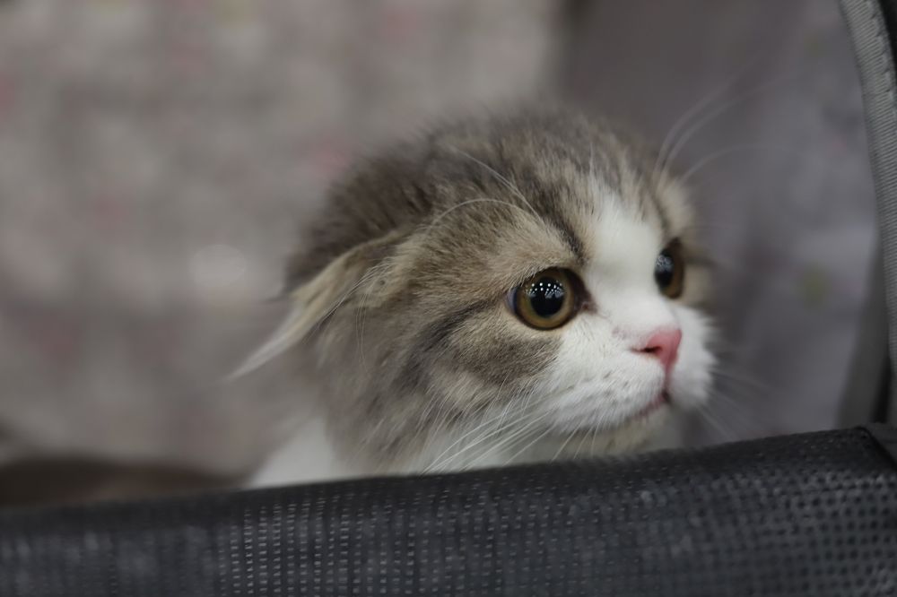 Photograph by Анастасия Солодкая