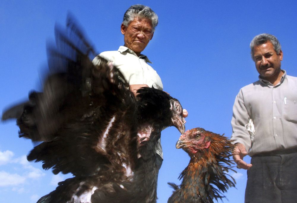 Фотография автора Ghadir Vaghari