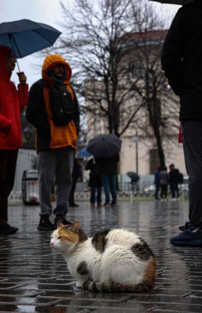 Photograph by Екатерина Нальгиева