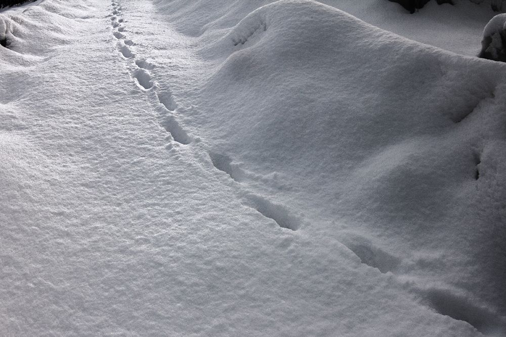 Фотография автора Борис Журавлёв