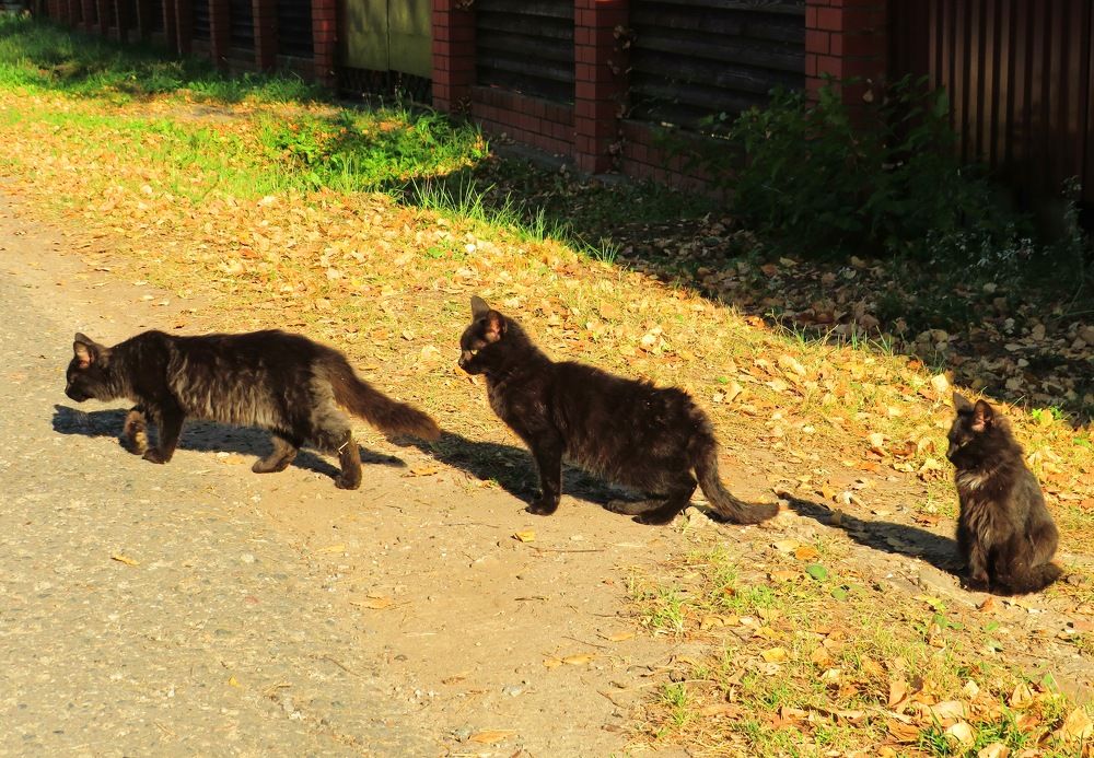 Вышли на промысел