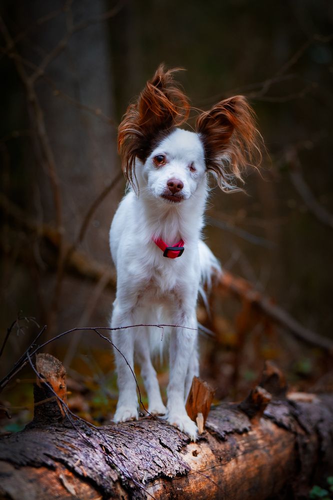 Photograph by Ольга Пачина