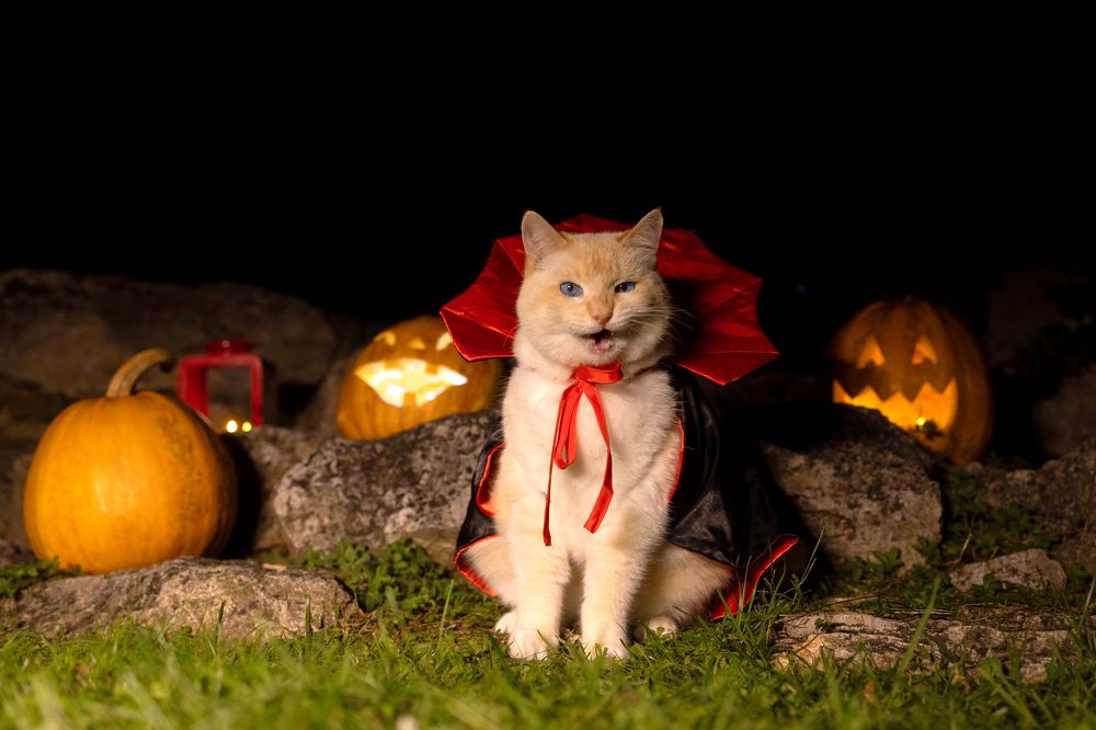 Фотография автора Анна Листишенко