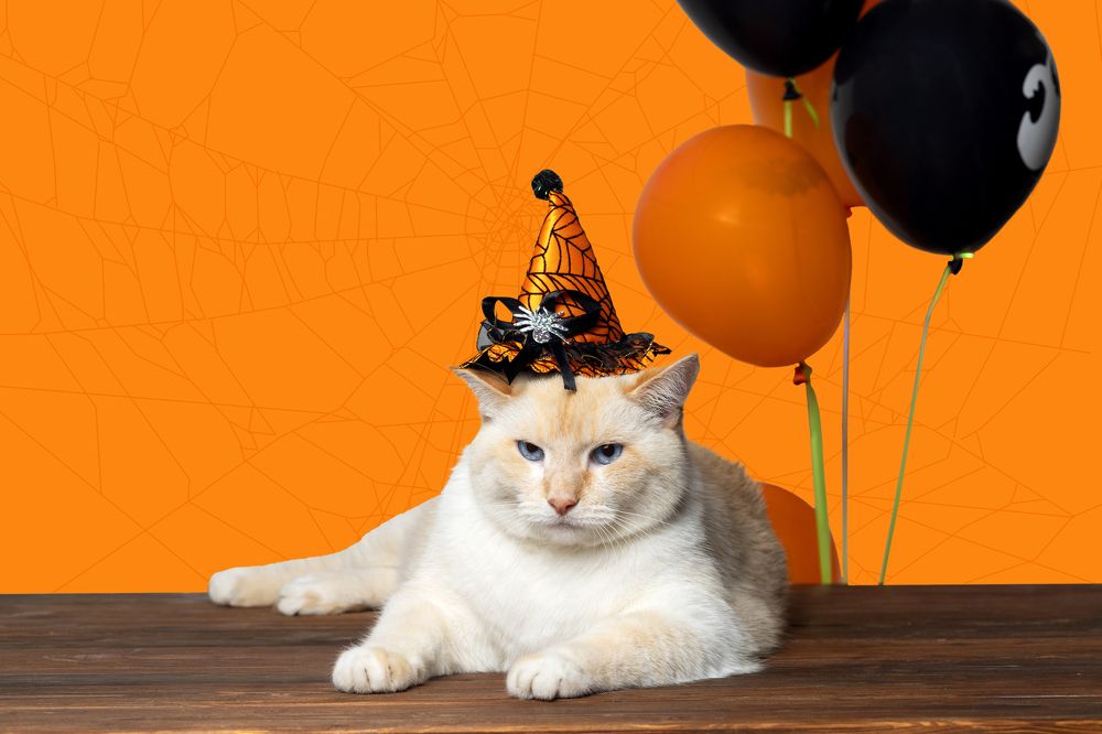 Фотография автора Анна Листишенко