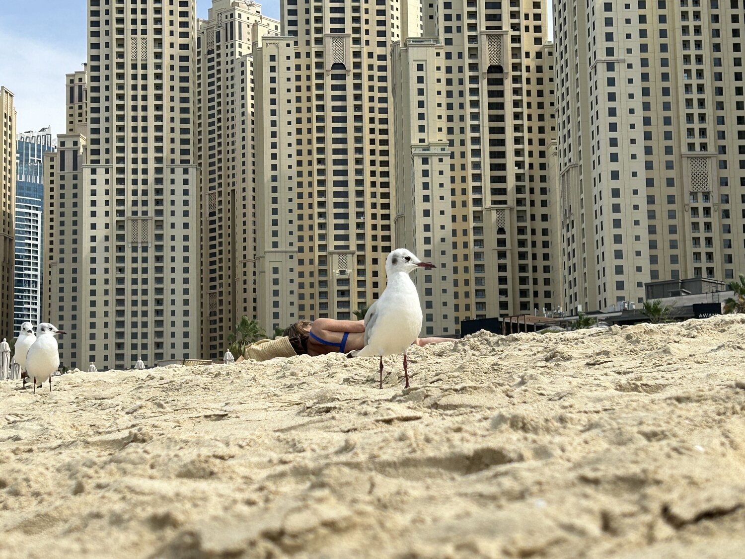 Photo #11268422