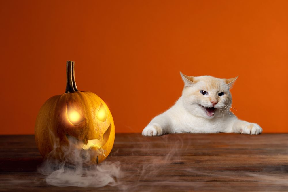 Фотография автора Анна Листишенко