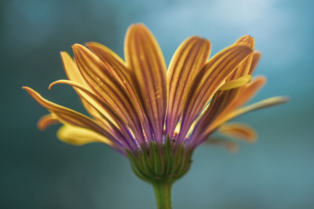 Photograph by Муза Латинская