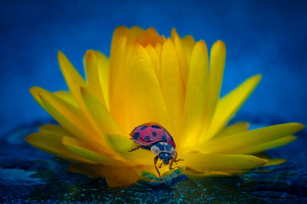 Photograph by Николай Фонарёв