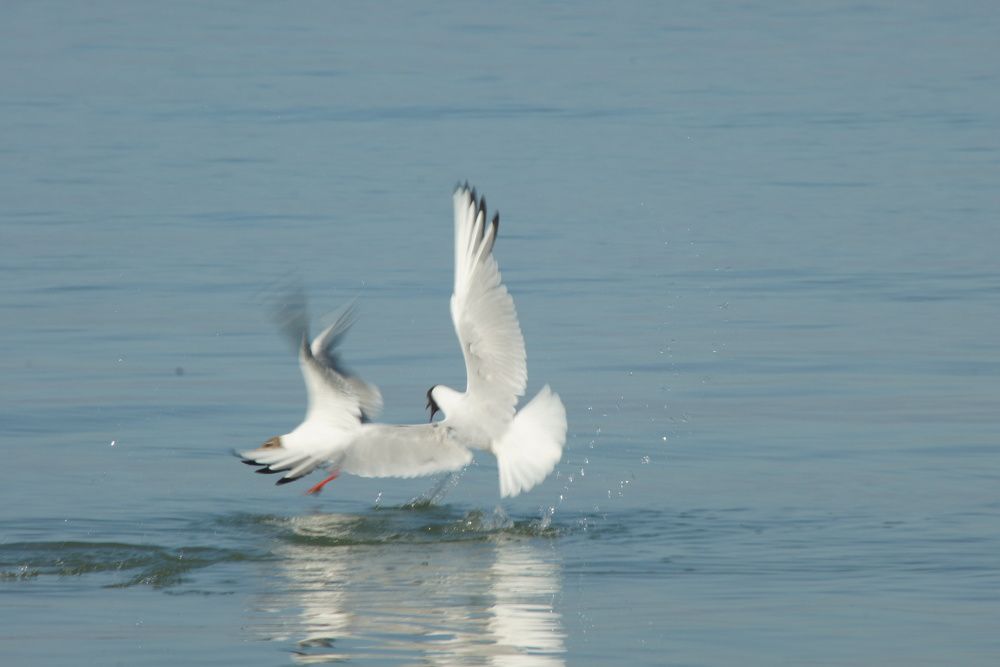 Photograph by Ирина Федичева