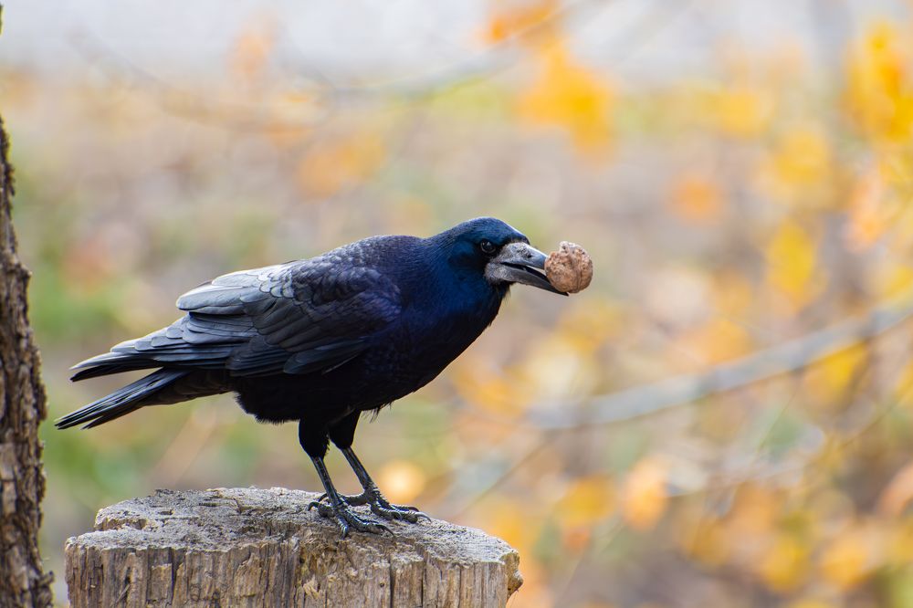 Photograph by Кристина Дегтярёва