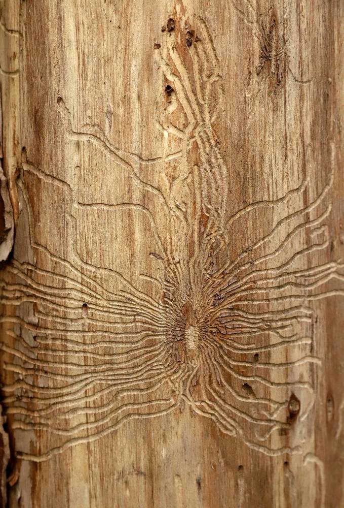 Photograph by елена