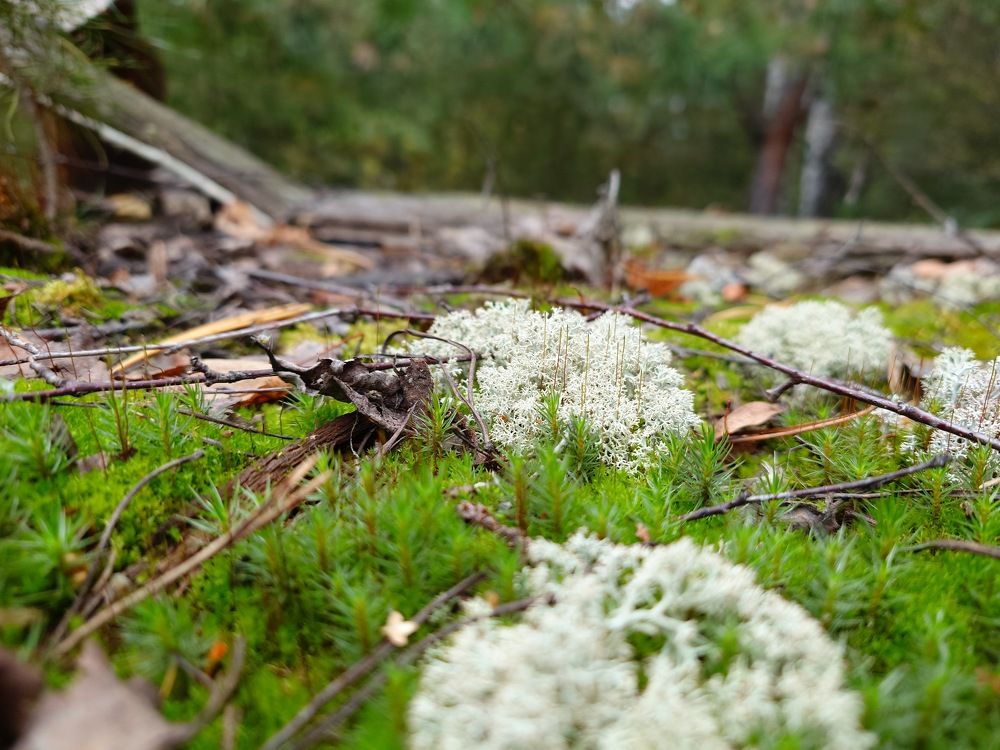 Photograph by Герасимов Игорь