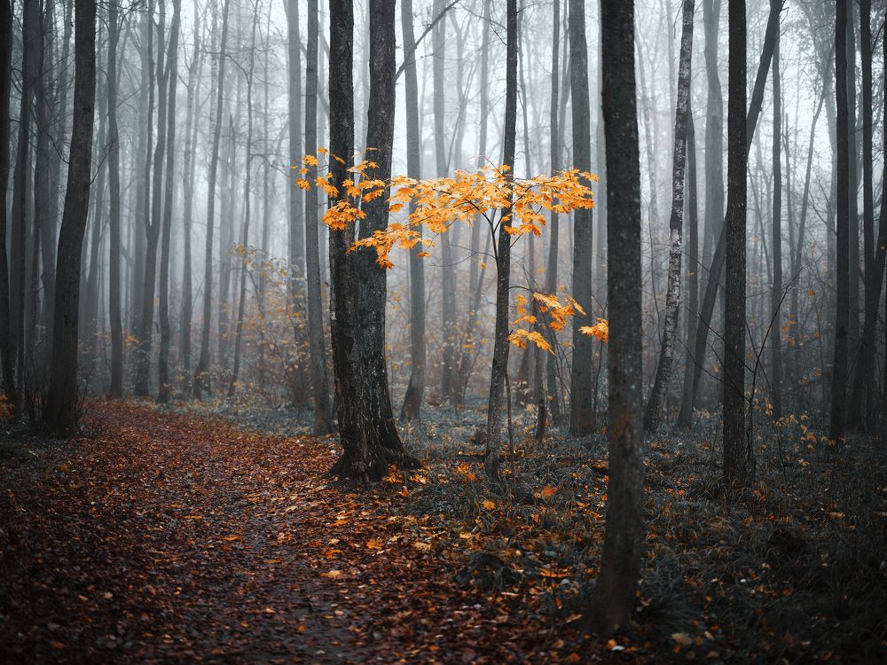 Photograph by Дыбов Дмитрий