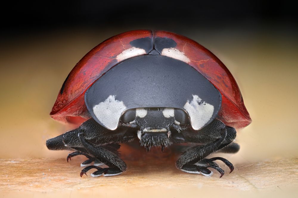 Photograph by Цветан Ганев