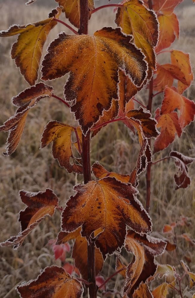 Photograph by Елена Попова