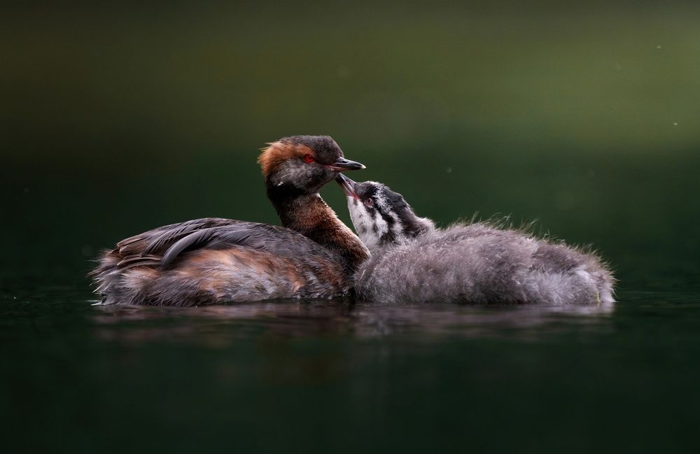Фотография автора Владимир Коровяковский