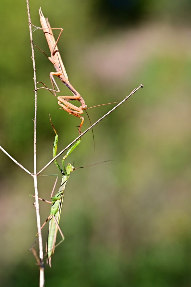 Photograph by Светлана Ивановна