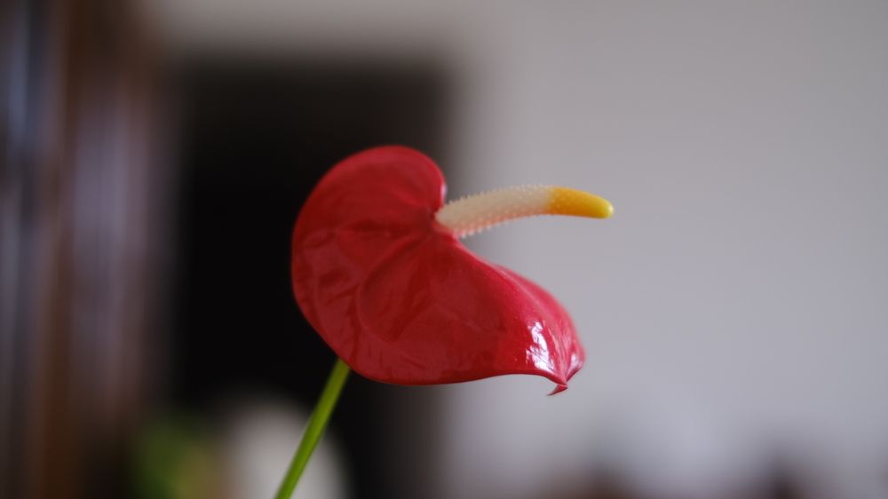 Photograph by Yaman Koyutürk