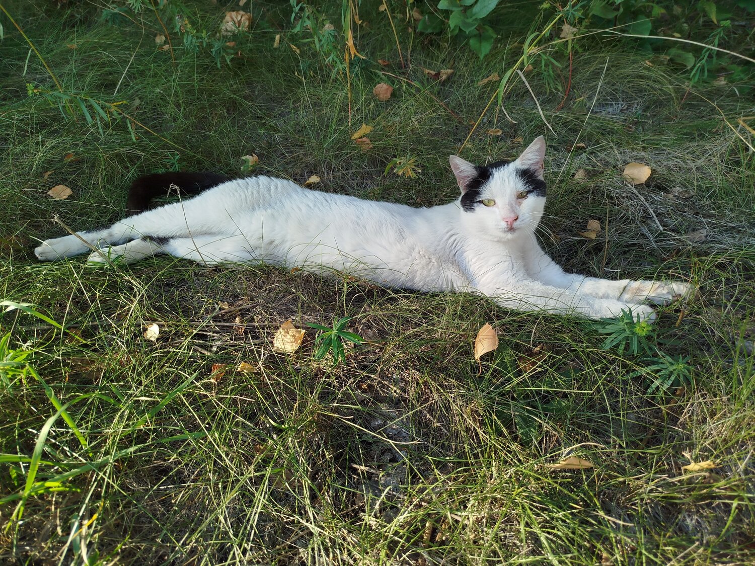 Photo #11269432