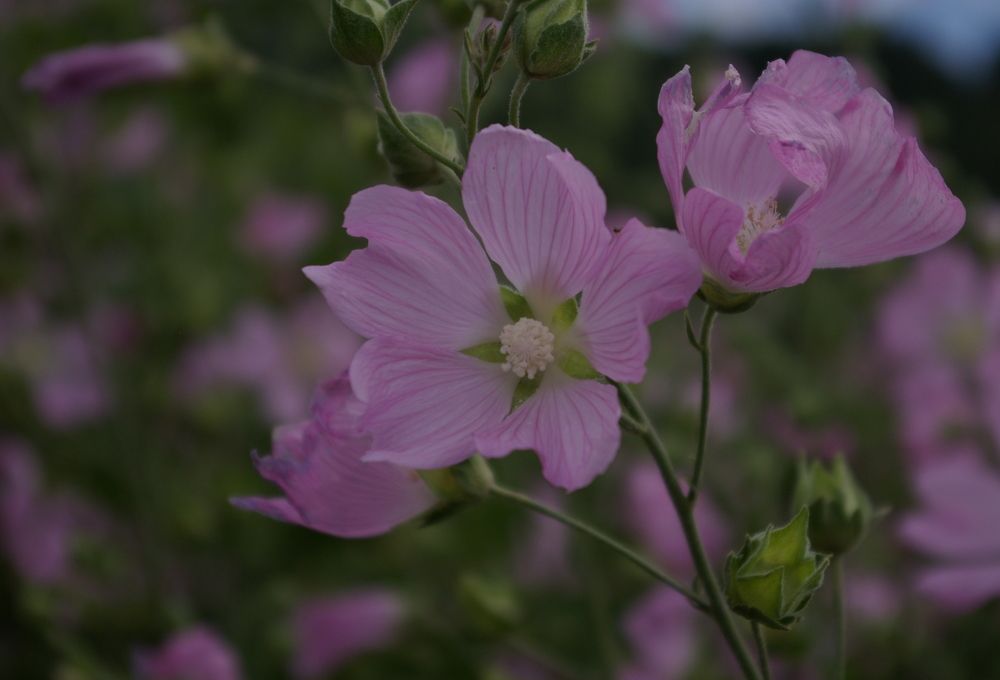 Photograph by Елена Алешкевич