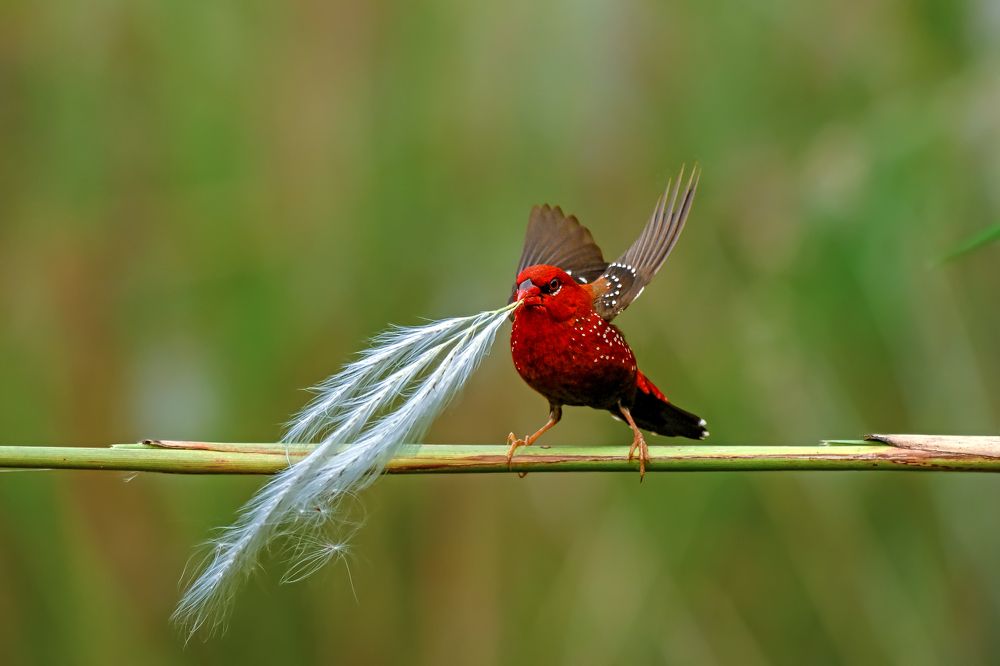 Red Avadavat with Nesting Material