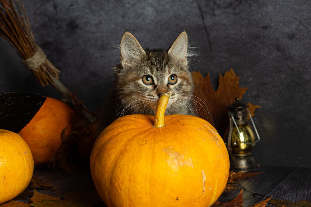 Фотография автора Анна Моргачёва