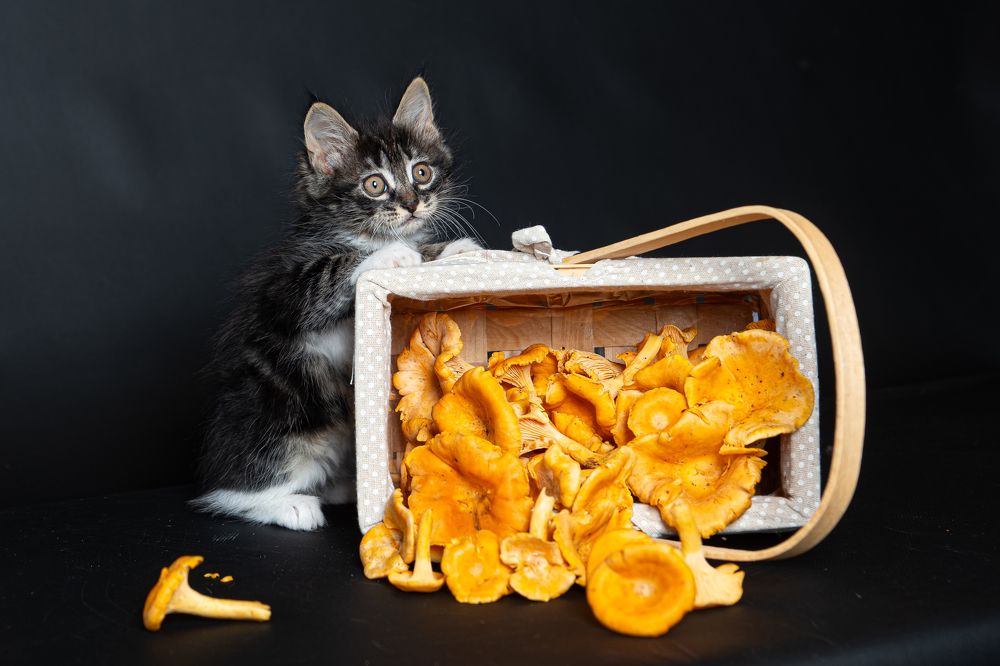 Фотография автора Анна Моргачёва