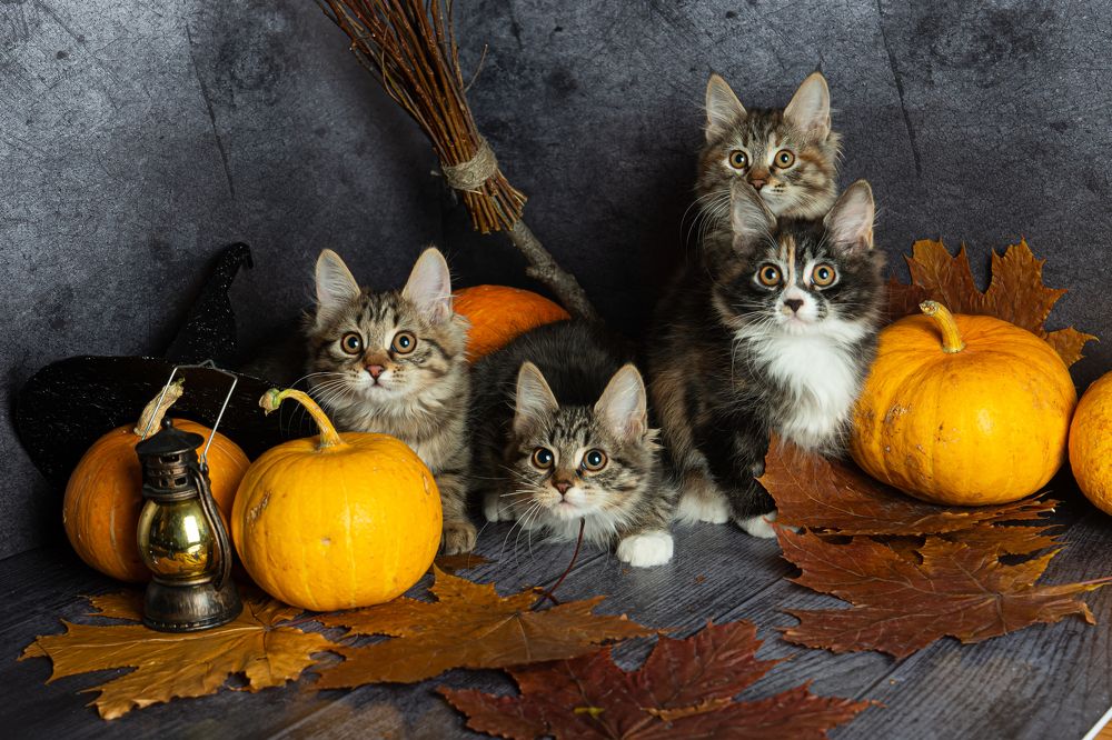 Фотография автора Анна Моргачёва