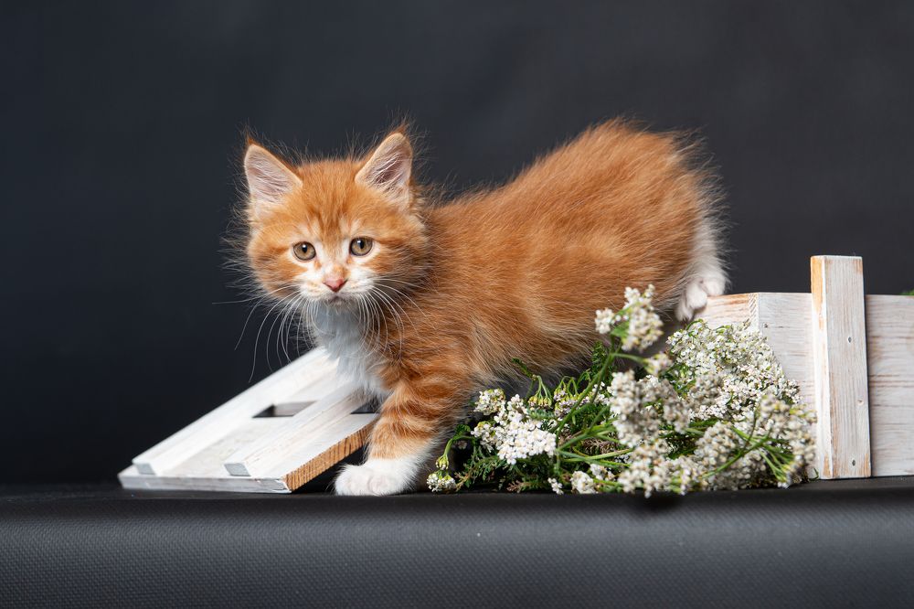 Photograph by Анна Моргачёва