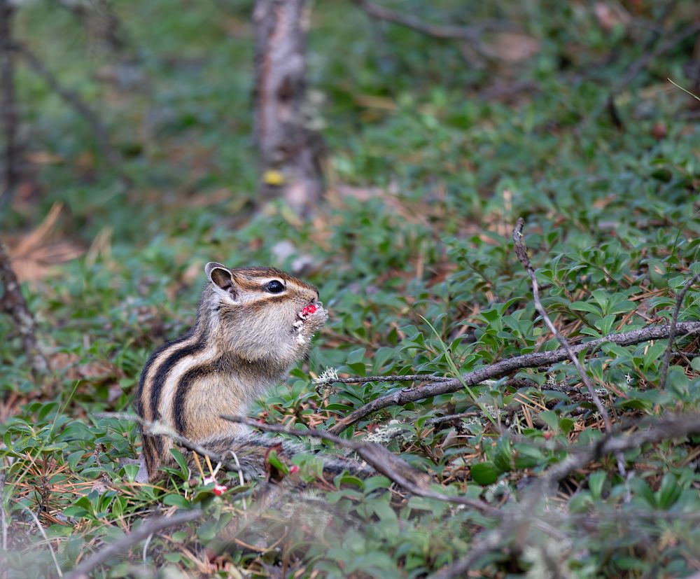Photograph by Андрей Шепелев