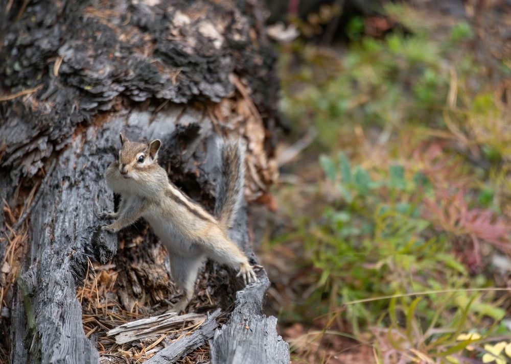 Photograph by Андрей Шепелев