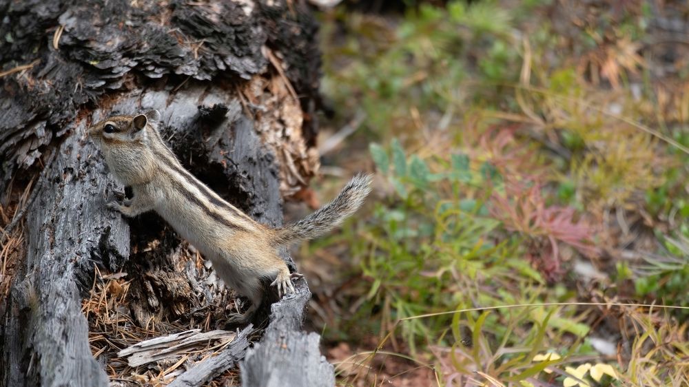 Бурундук и дупло
