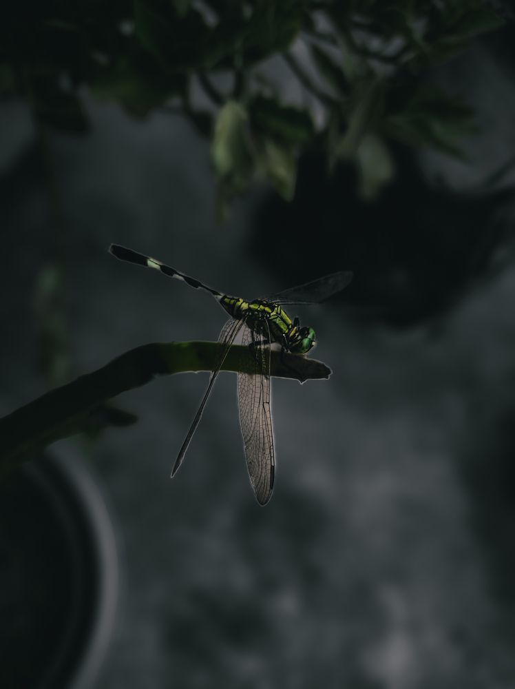 Photograph by Saurabh Singh