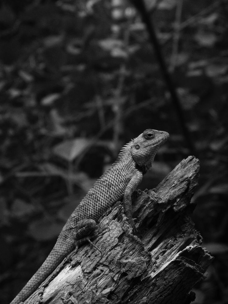 Photograph by Gajjar Aksh