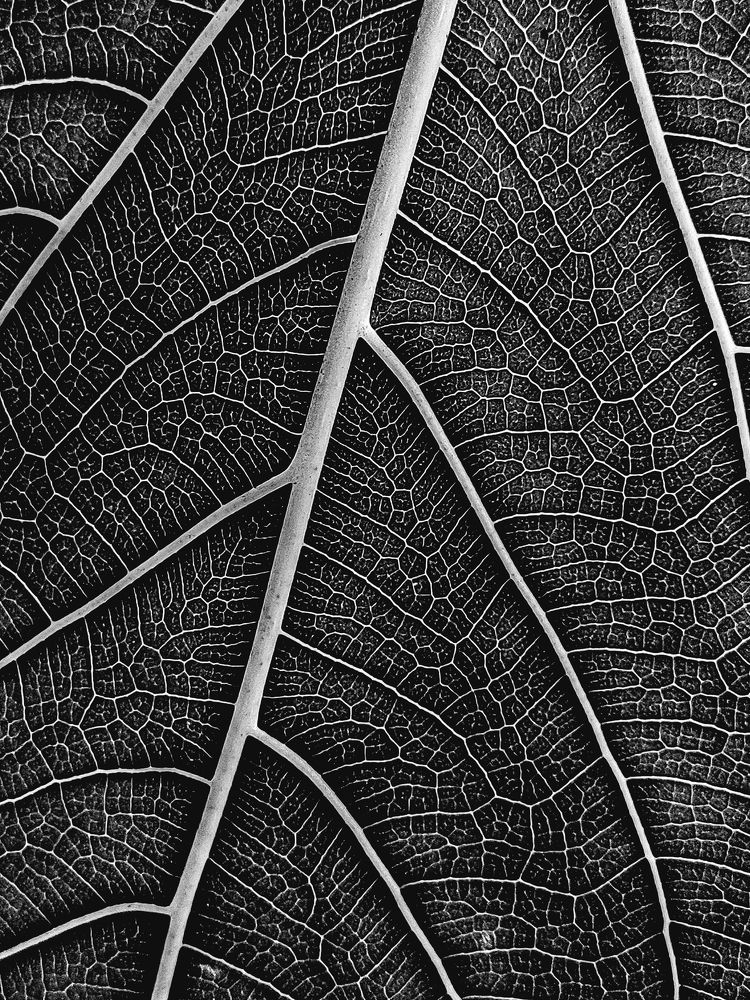 Photograph by Harshil Patel