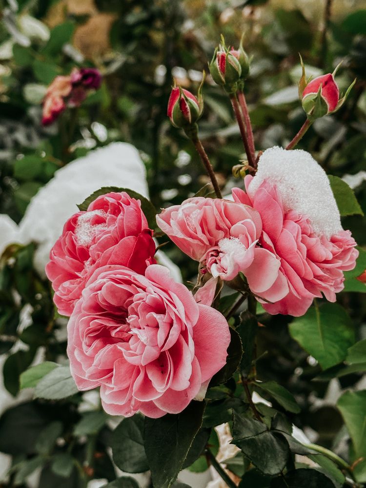 Photograph by Мария Петрова