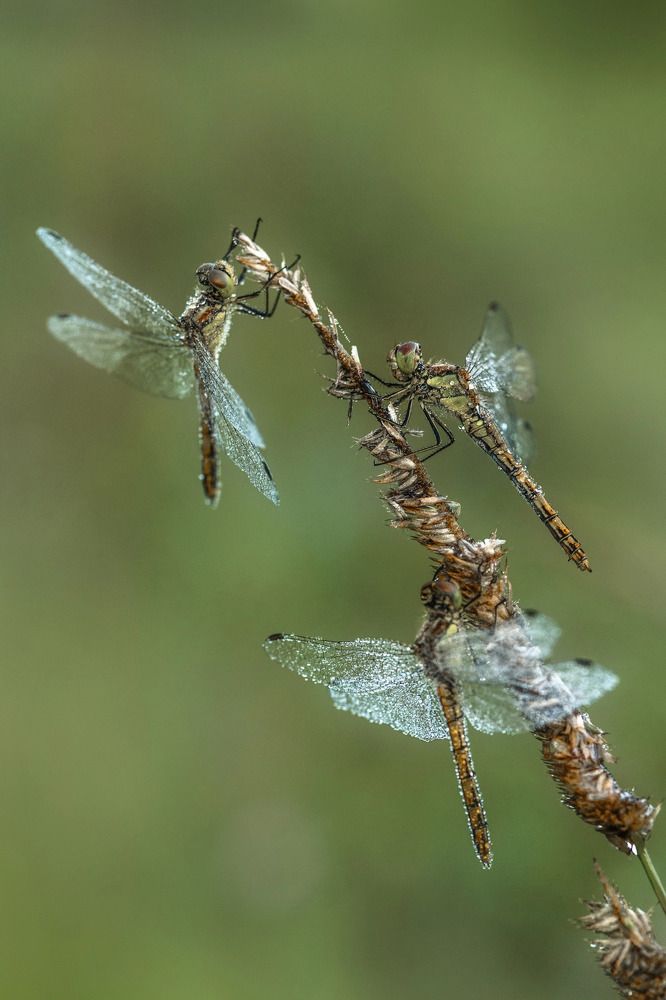 Photograph by Екатерина Леонова