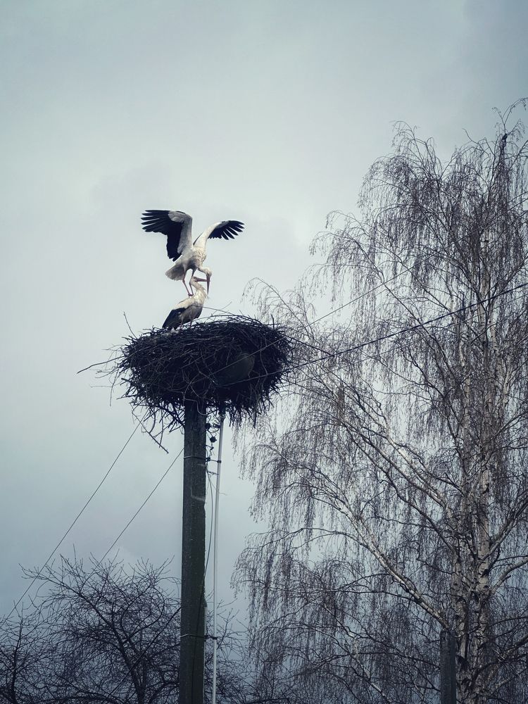 Photograph by Ольга Суторман